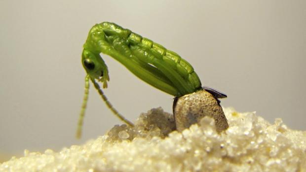 Hatching of a Lord Howe Island stick insect nymph from an egg. Photo: Rohan Cleave, Zoos Victoria