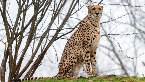 Foto: Petr Hamerník, Zoo Praha