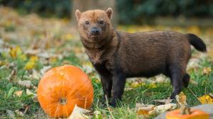 Psi pralesní obdrží dýně v sobotu a pondělí. Foto: Petr Hamerník, Zoo Praha