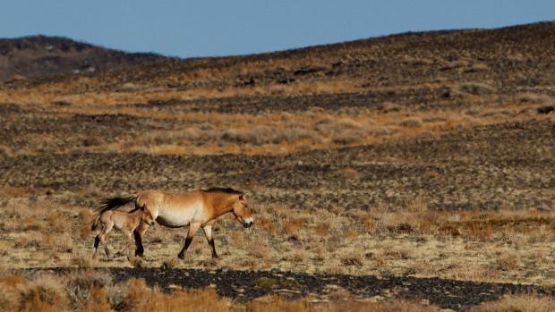 Zeta s hříbětem. Foto: Tomáš Adamec, Zoo Praha