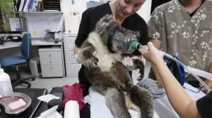 Ošetřování popáleného koaly v provizorně zřízené polní veterinární nemocnici na Klokaním ostrově. Foto: Jiří Bálek, Zoo Praha