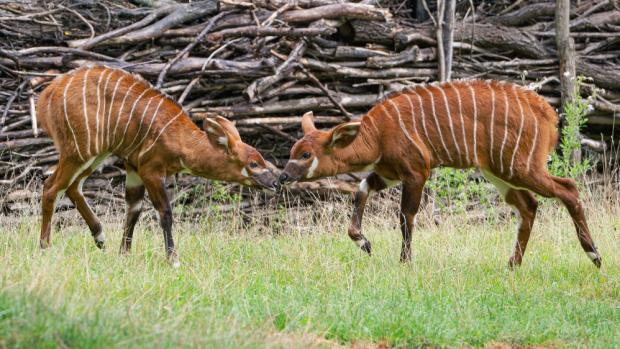 Foto: Petr Hamerník, Zoo Praha