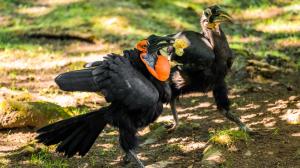 Zoborožec kaferský, foto: Petr Hamerník, Zoo Praha