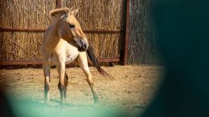 Zeta II oddělená do malé ohrady na snímku z konce května. Foto: Kristýna Čechlovská, Zoo Praha