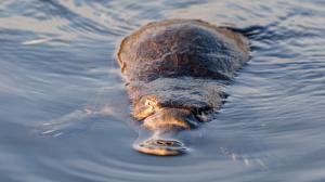 Ptakopysk v Meander River na Tasmánii. Foto: Miroslav Bobek, Zoo Praha