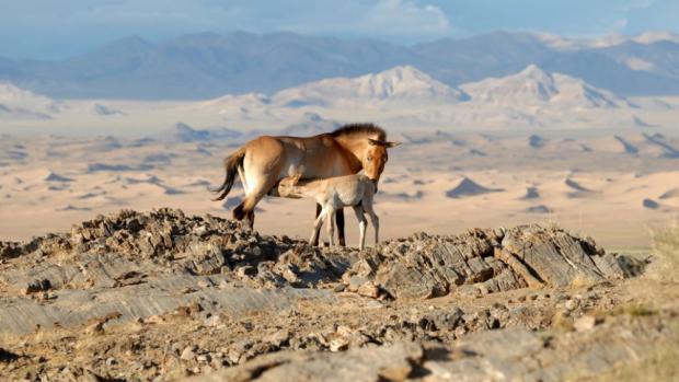 Cassovia porodila 2. června 2012. Foto: Evžen Kůs, Zoo Praha