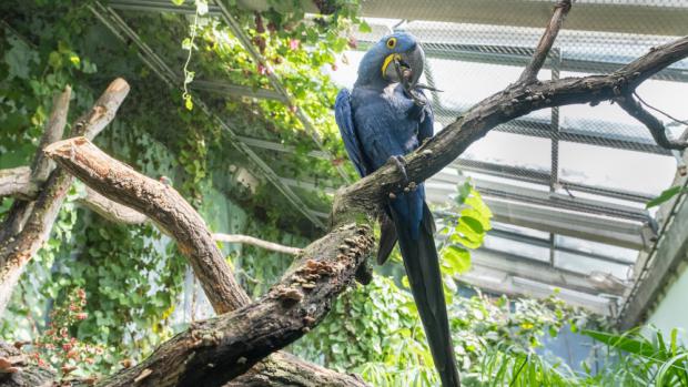 Foto: Petr Hamerník, Zoo Praha