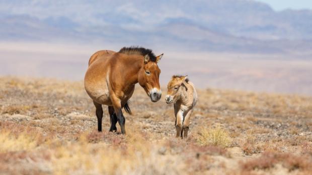 Foto: Miroslav Bobek, Zoo Praha