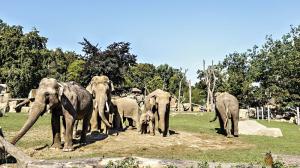 Долина слонов 