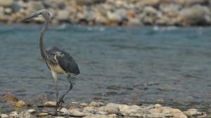  Photo: Prague Zoo archive