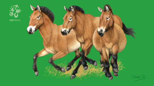 Autorem vizuálu letošního transportu je stejně jako v loňském roce český přírodovědec a ilustrátor Jan Dungel.