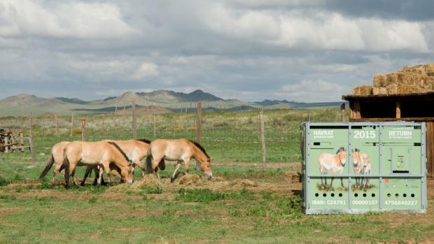 Fotografie z pondělního rána. Všechny čtyři klisny jsou v pořádku. U beden zleva Kirá, Querida, Paradise a Rabea. Foto: Jaroslav Šimek, Zoo Praha