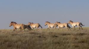 Stádo koní Převalského běží poprvé po stovkách let opět krajinou Zlaté stepi v Kazachstánu, kde jejich předci kdysi vyhynuli. Foto: Miroslav Bobek, Zoo Praha  