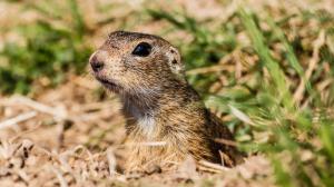  European ground squirrel. Photo: Pavel Brandl, Prague Zoo
