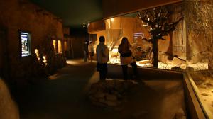 Африка близко