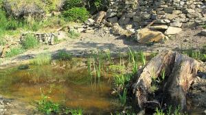  Tůňka krátce po vzniku. Foto: Zoo Praha