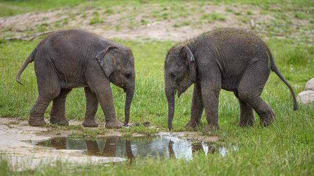 Lakuna a Amalee. Foto: Petr Hamerník, Zoo Praha