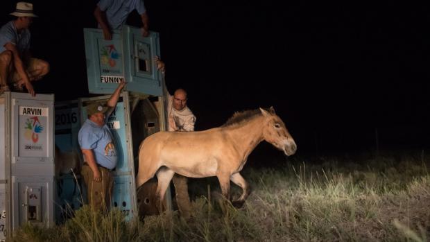 Klisnu Funny  vypouštěl z transportní bedny v Tachin usu  ředitel Zoo Praha Miroslav Bobek. Foto: Václav Šilha, Zoo Praha 