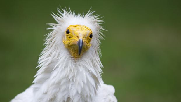 Egyptian vulture, photo: Tomáš Adamec