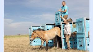 Vypouštění klisny Wespe z transportního boxu do aklimatizační ohrady. Foto Václav Šilha, Zoo Praha