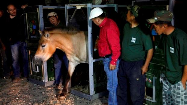 Koně vyběhli z transportních boxů uprostřed noci. Na snímku je klisna Greta. Foto (c) Jaroslav Šimek, Zoo Praha