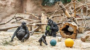 Павильон горилл