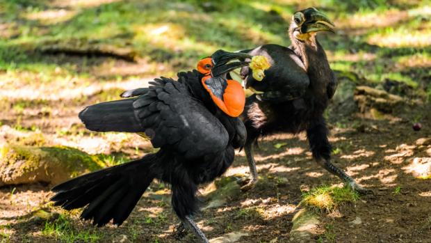Photo: Petr Hamerník, Prague Zoo