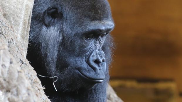 Duni v Cabárcenu v červenci 2022. V Praze její snímky vzhledem k podmínkám karantény prozatím nelze pořídit. Foto Miroslav Bobek