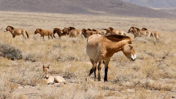 Den před svými jedenadvacátými narozeninami se legendární klisna Zeta stala už podesáté matkou. Foto: Ganbaatar Oyunsaikhana