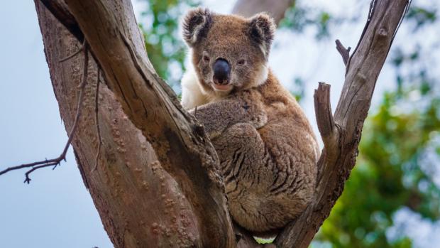 A koala from French Island, where another of the populations unaffected by chlamydia can be found. Photo: Miroslav Bobek, Prague Zoo