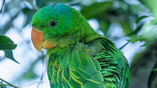 Mada modrotemenný. Foto: Petr Hamerník, Zoo Praha