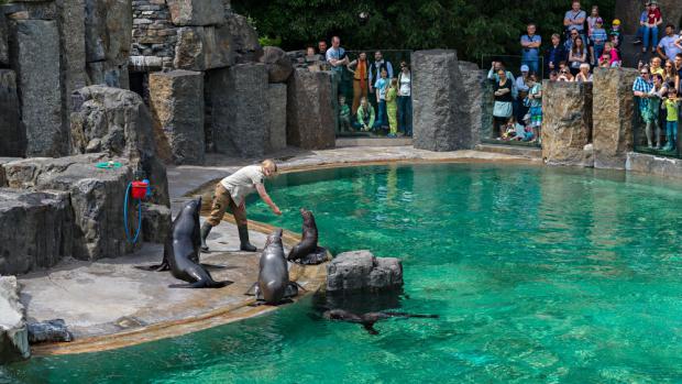 Экспозиция морских котиков