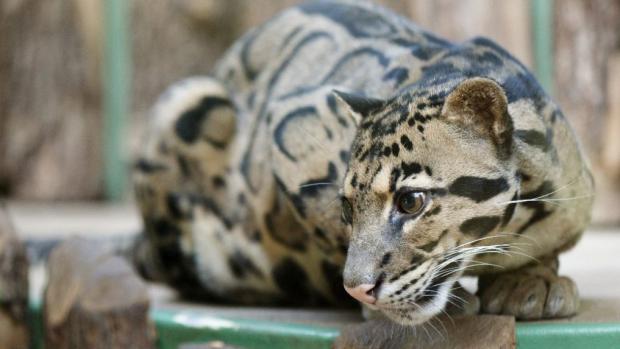 Павильон хищников и пресмыкающихся