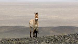 Photo: Miroslav Bobek, Prague Zoo