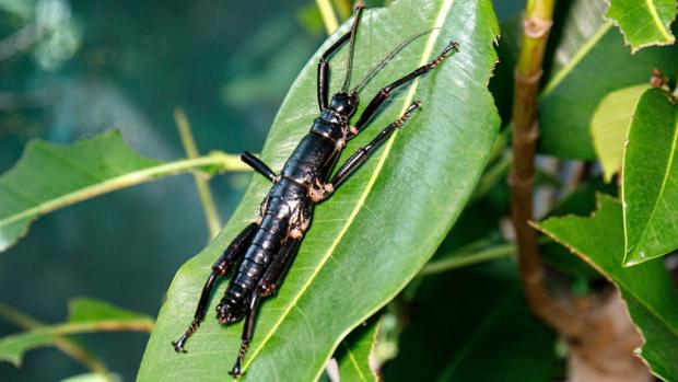 Strašilka humří v Melbourne Zoo. Foto: Miroslav Bobek