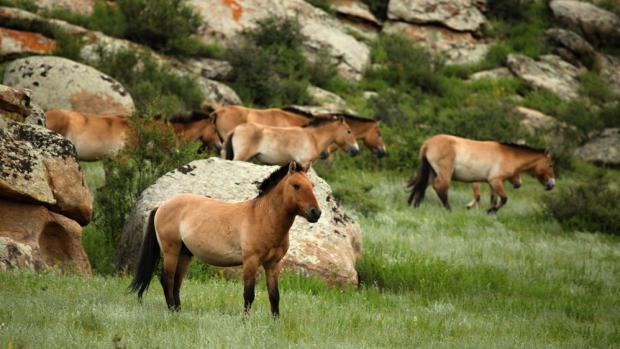 Koní Převalského zde žije přes tři sta. Území národního parku ovšem leží mimo areál jejich historického rozšíření. Foto: Miroslav Bobek, Zoo Praha