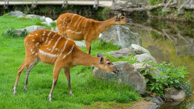 Sitatungy západoafrické, foto: Petr Hamerník, Zoo Praha