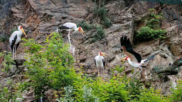 Вольеры под скалой