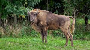 Omega (pictured), a two-year-old breeding female, settled into her enclosure back in September.  Photo: Oliver Le Que, Prague Zoo