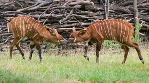 Foto: Petr Hamerník, Zoo Praha