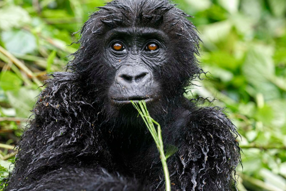 Photo: Miroslav Bobek