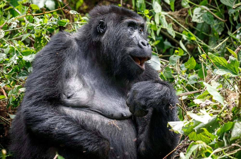 Photo: Miroslav Bobek