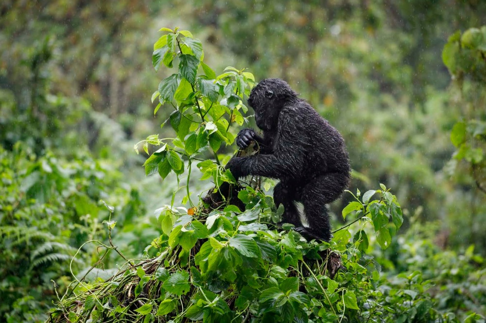 Photo: Miroslav Bobek