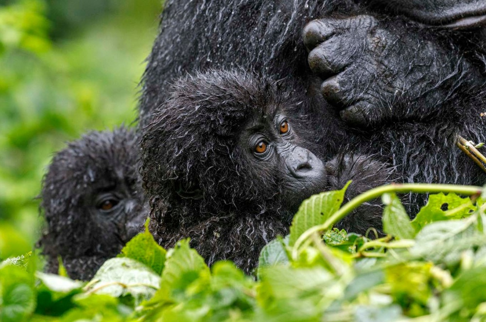 Photo: Miroslav Bobek