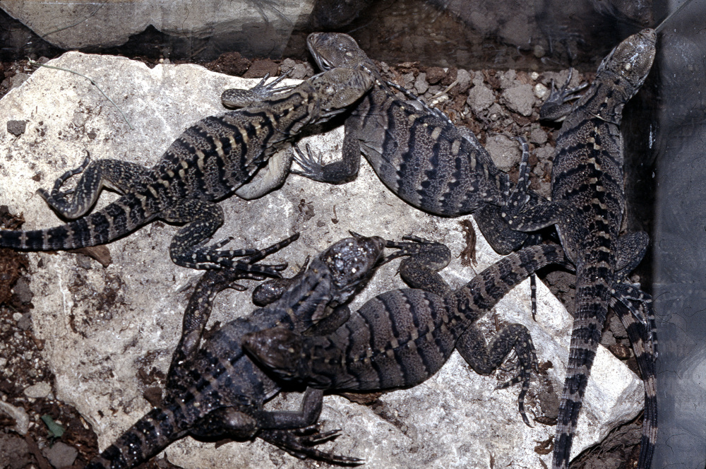 Leguáni kubánští 1993 - první odchov, foto: Petr Velenský, Zoo Praha