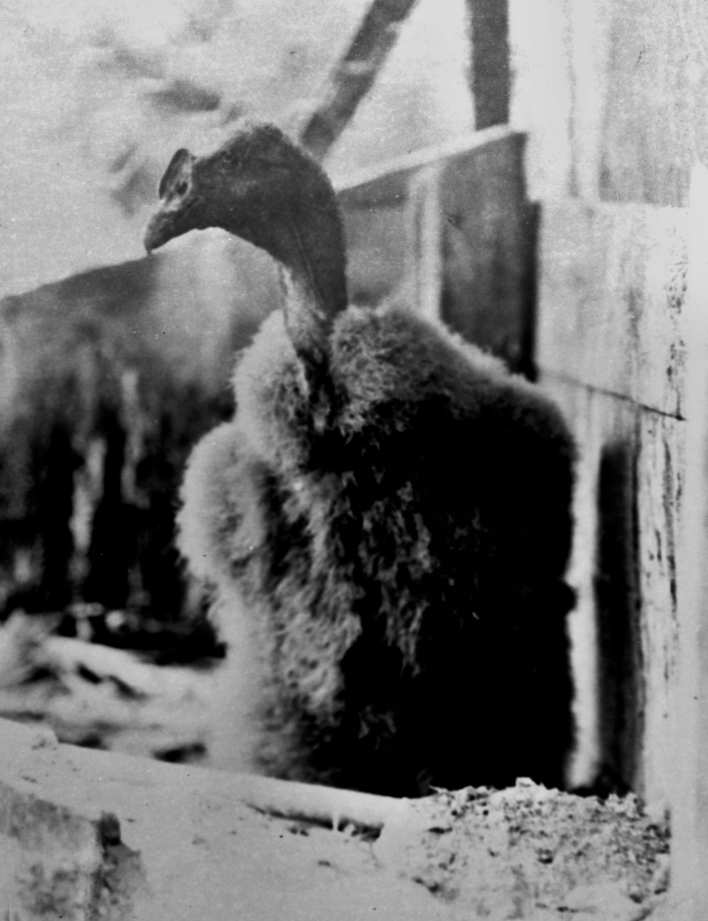 Kondor andský, foto: V. J. Staněk