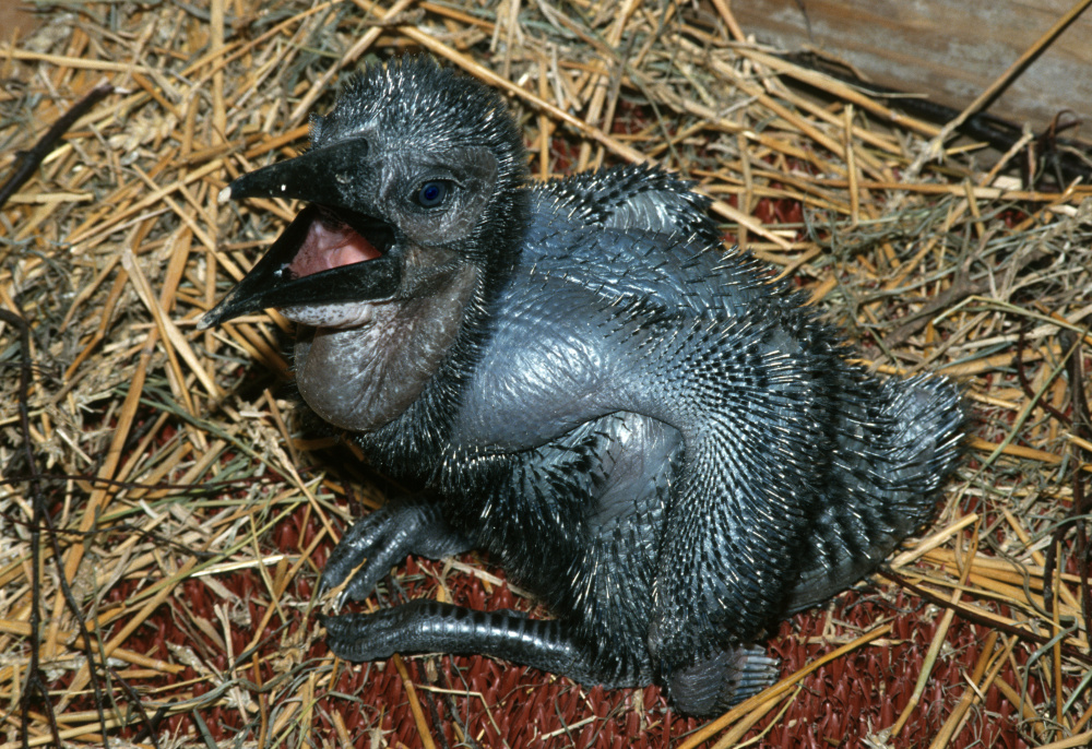 Photo: Vladimír Motyčka, Prague Zoo