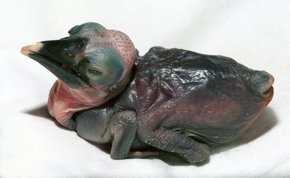 Photo: Vladimír Motyčka, Prague Zoo