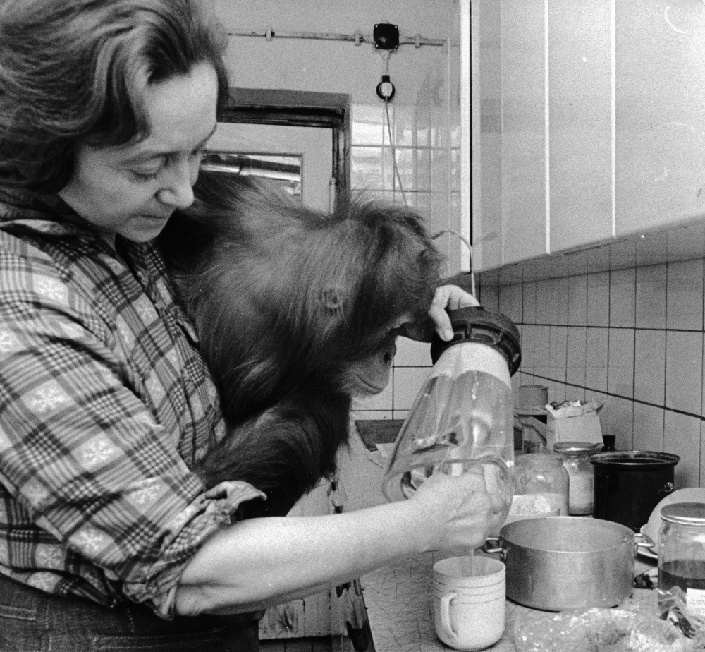 0rangutan sumatersky Kama a Bozena Gottfriedova, foto: Stanislav Tereba 