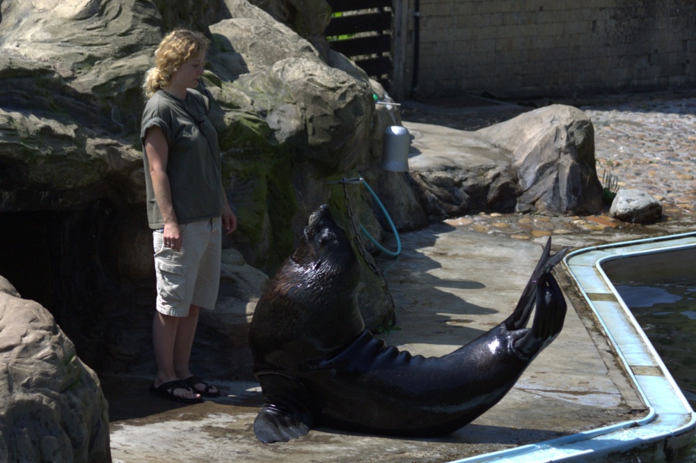 Chovatelka Helena Rosypalová cvičí s lachtanem Gastonem – 29. 7. 2002. Foto archiv H. Rosypalová, Zoo Praha